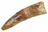 Fossil Spinosaurus Tooth - Real Dinosaur Tooth #345936-1